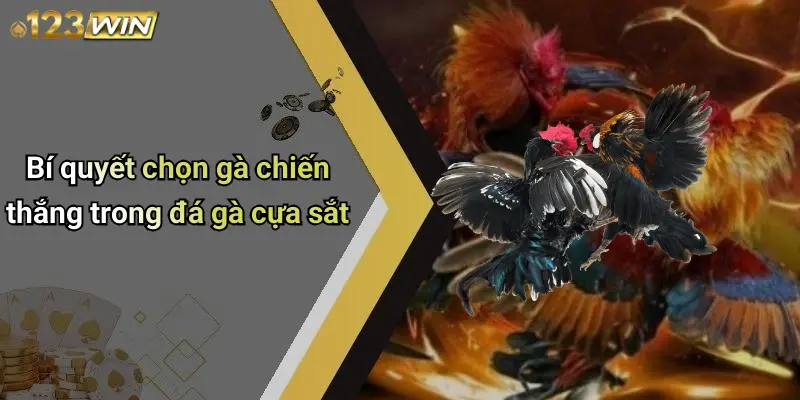 Bí quyết chọn gà chiến thắng trong đá gà cựa sắt