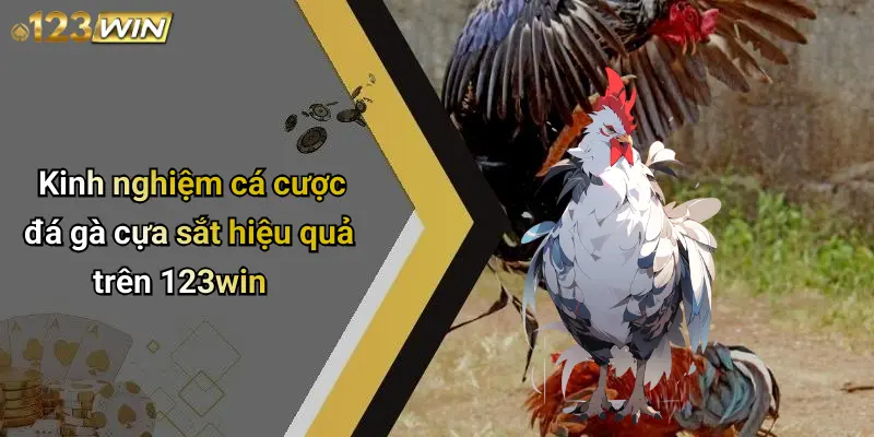 Kinh nghiệm cá cược đá gà cựa sắt hiệu quả trên 123win