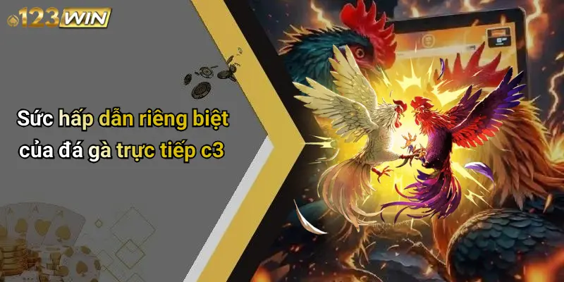 Sức hấp dẫn riêng biệt của đá gà trực tiếp c3